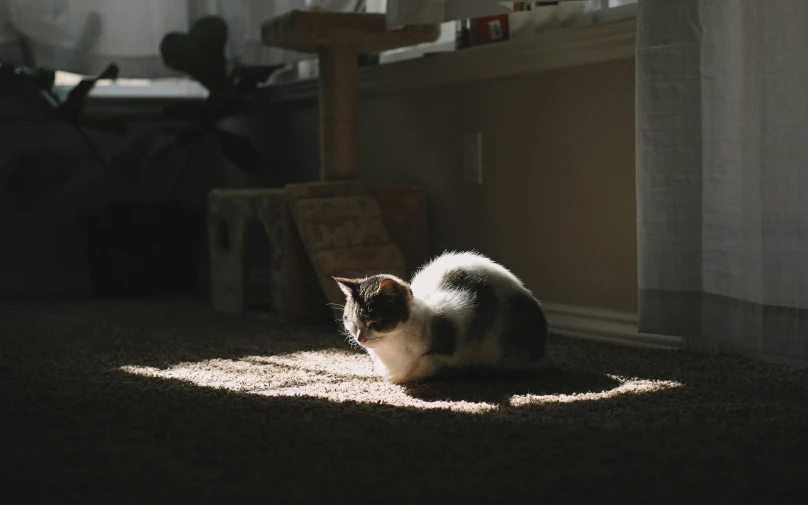 a cat sitting in the sun on a carpet