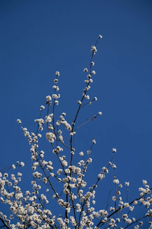 a nch with white flowers is next to blue sky