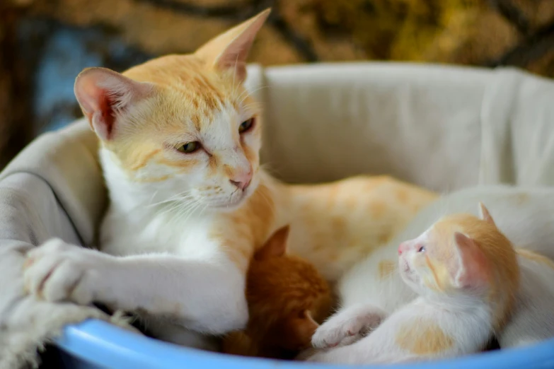 two cats sitting in a basket on the ground