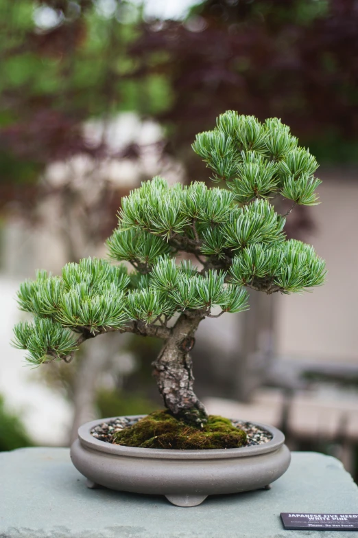 the bonsai tree is in a small pot