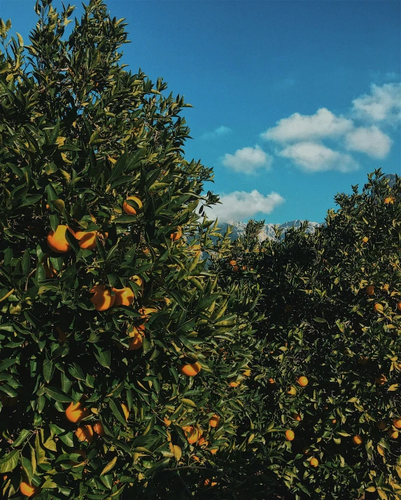 many apples trees with one of the tops on them