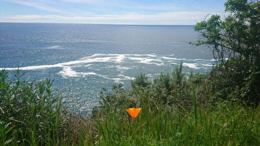 an orange flower is in the grass by the ocean