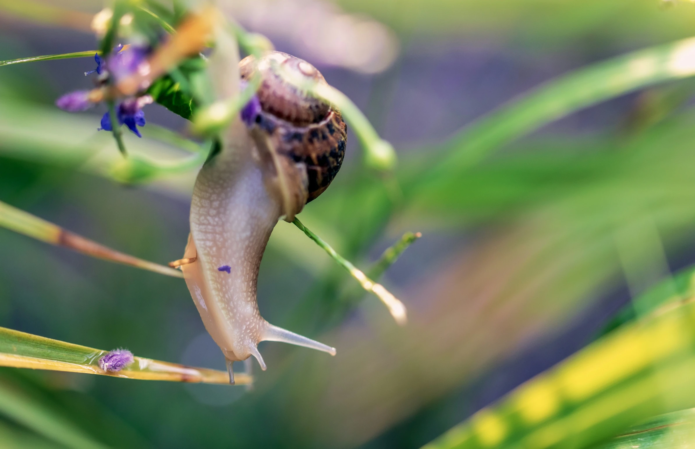 a snail climbing up a tall plant in the wild