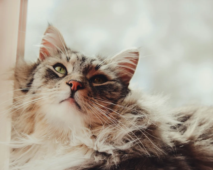 a gray and white cat is looking out a window