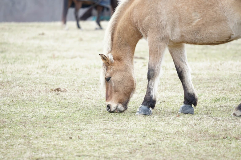 a brown horse grazing in a field with other horses