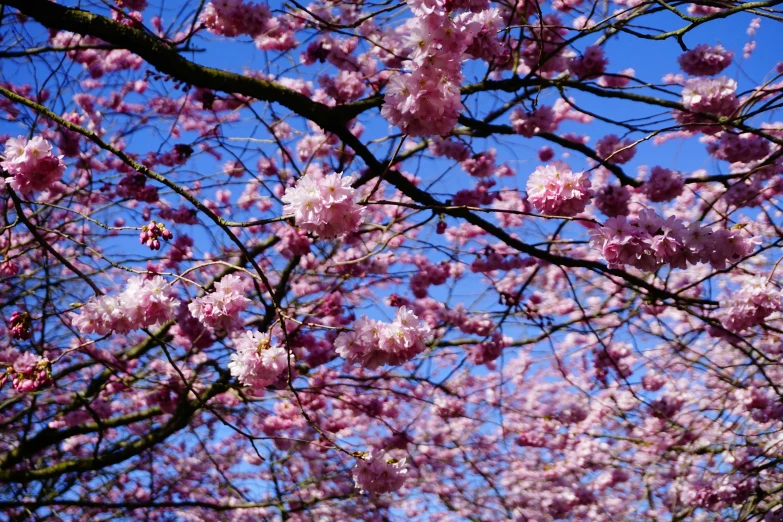 the flowers of an oriental tree in bloom