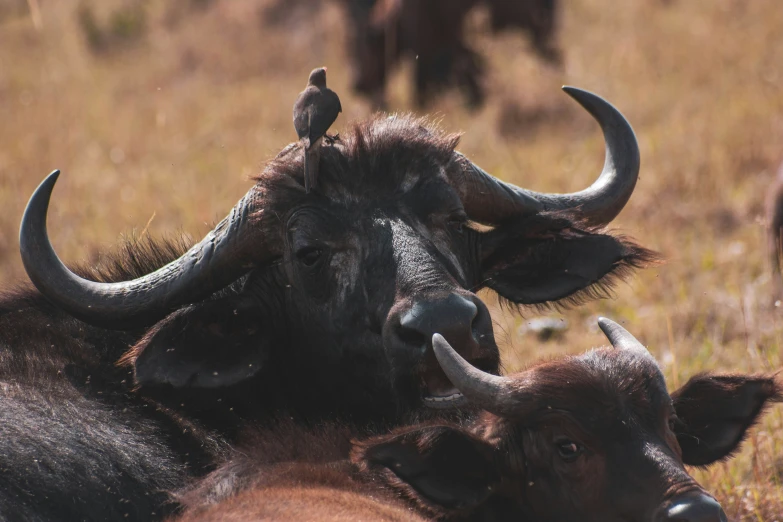 three bulls are in a grassy field with birds on their heads