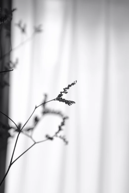 dried plant stems in front of a curtain