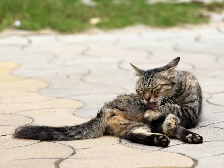 a cat is laying on the cement outside and licking it's ear