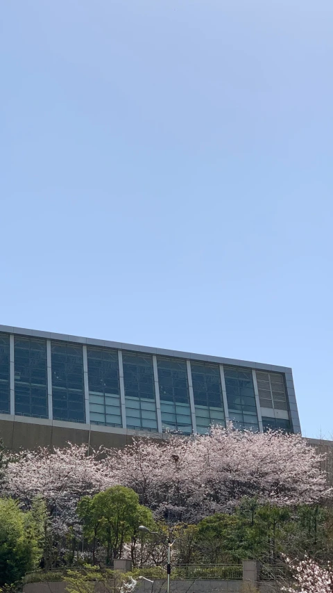 there are many cherry trees that grow near this building