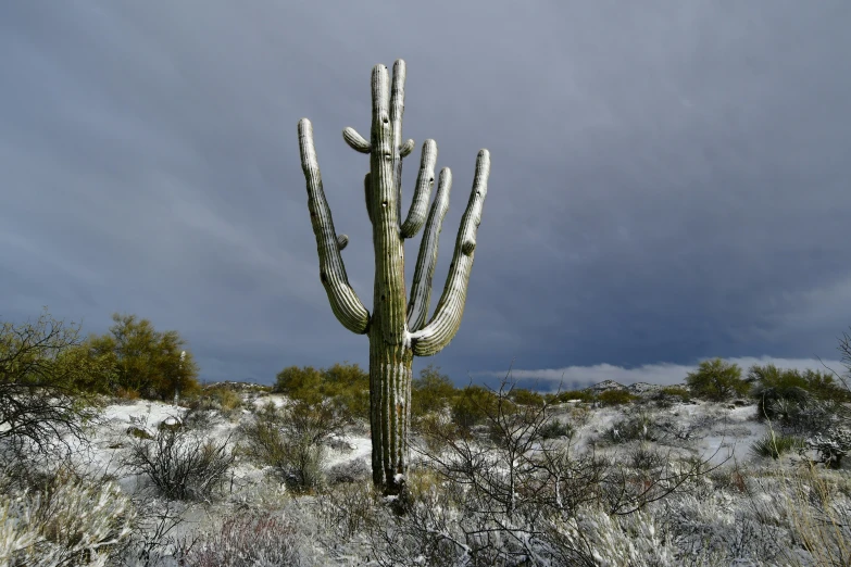 the large cactus in the field has snow on it