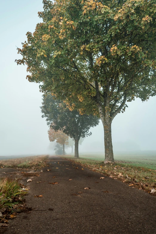 two tree lined roads on a foggy autumn day