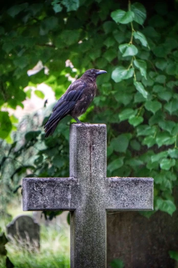 a small black bird perched on a cross