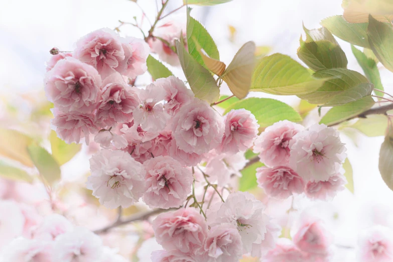 blossoms in the foreground are pink and white