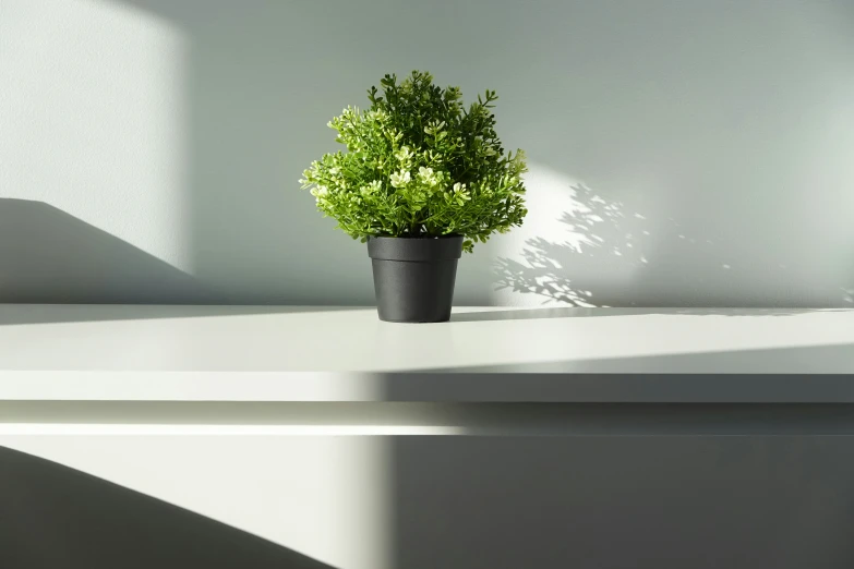 a small green plant on a white shelf