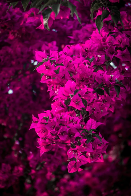 bright pink flowers in a bush on a sunny day