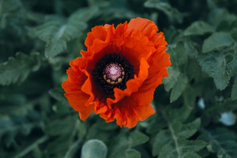 an orange flower with the center surrounded by greenery