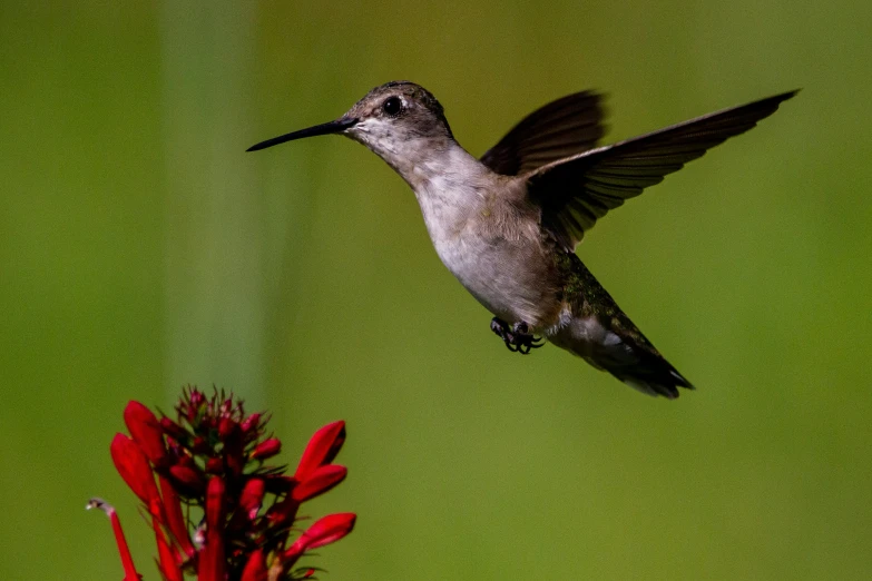 a bird flying with it's wings spread out as it lands on a flower