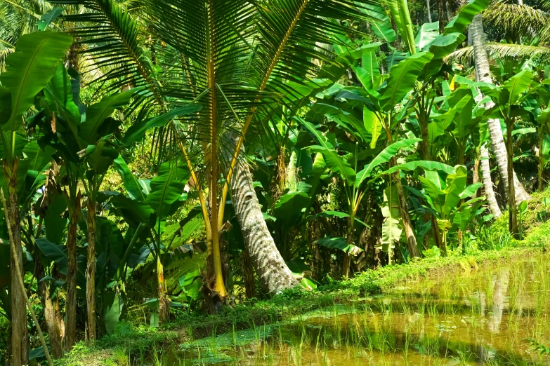 palm trees and a body of water surrounded by grass