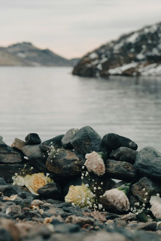 flowers and some rocks by the water