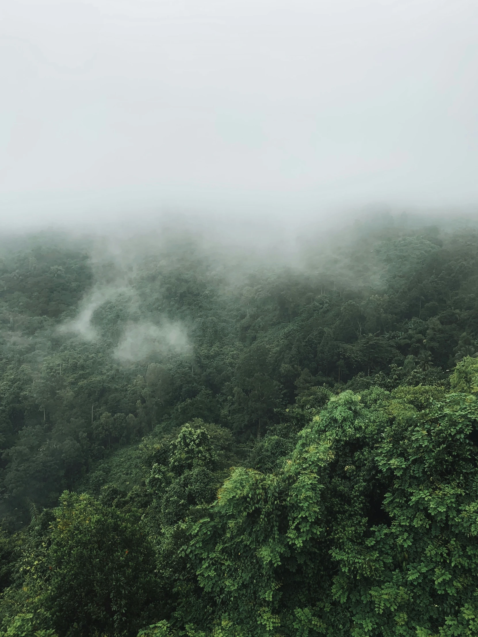 a foggy forest with many small trees in it