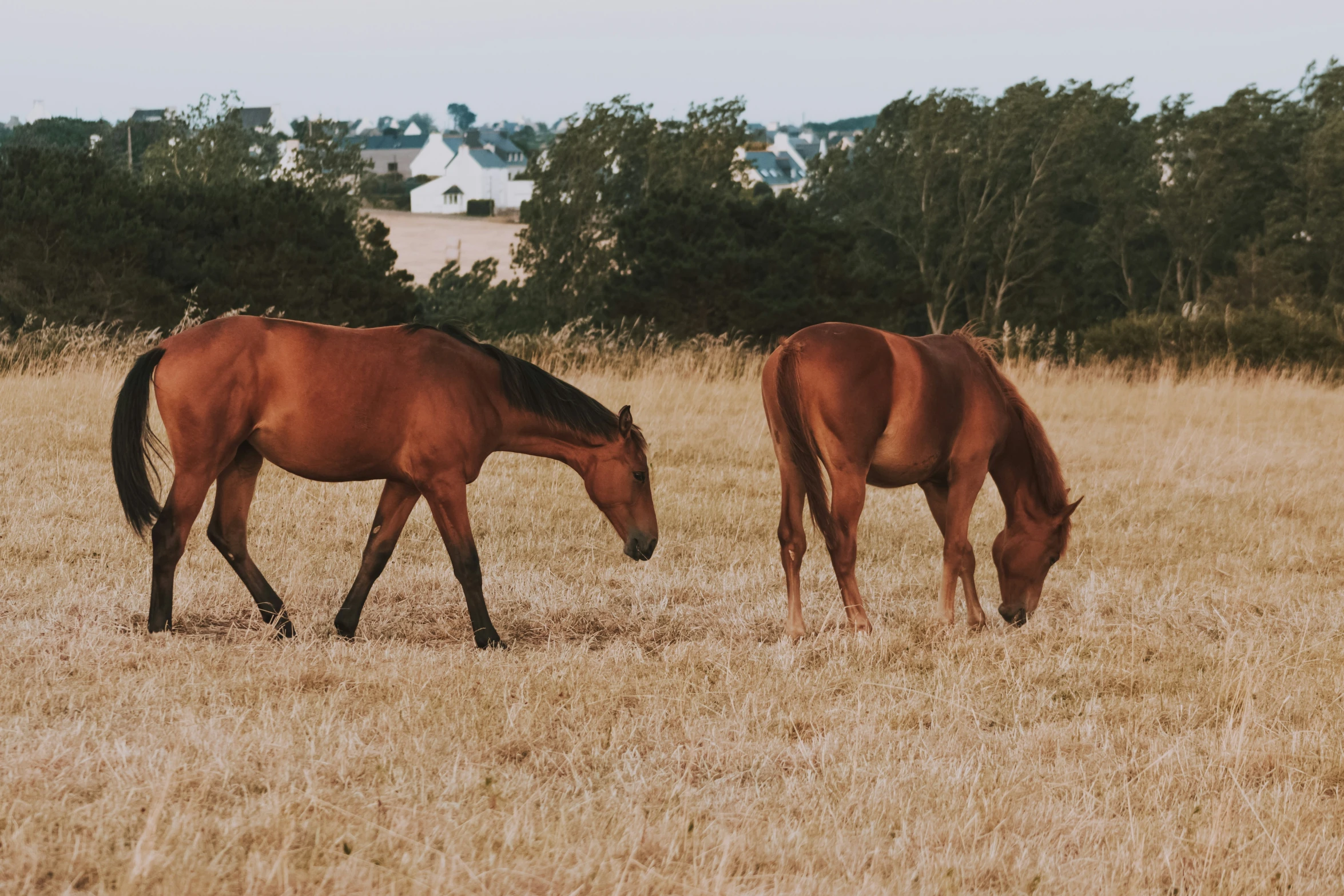 two brown horses standing next to each other in a field