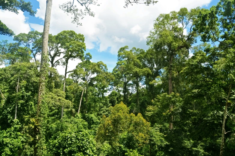 a forest of trees and bushes is shown in the sun