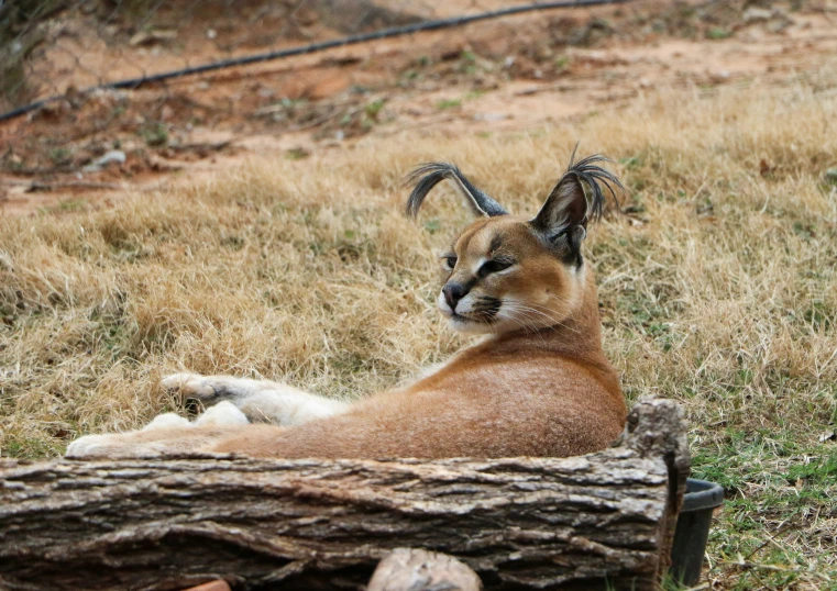 a mountain lion relaxes on some very thin logs