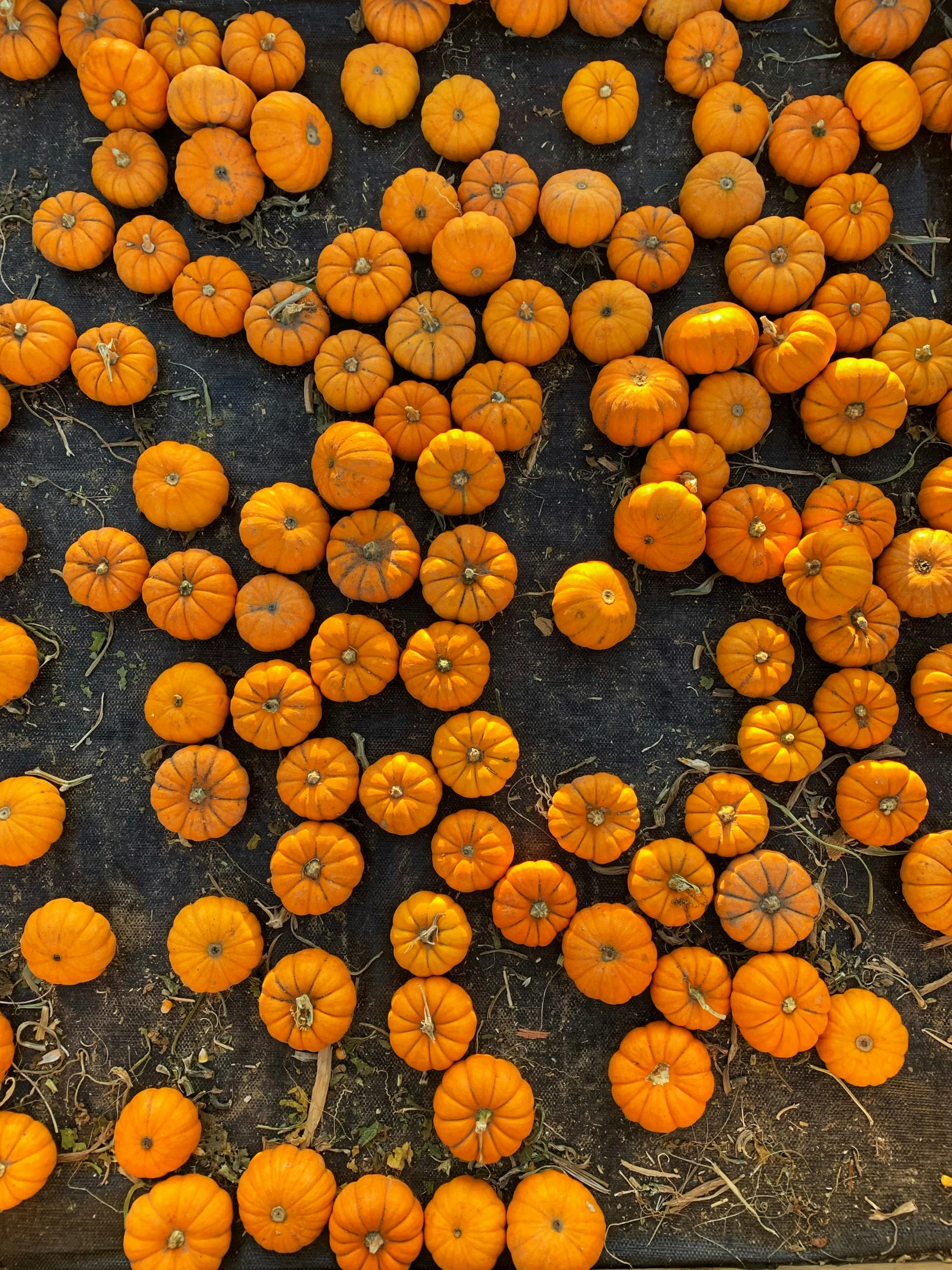 rows of round and orange pumpkins arranged in multiple rows