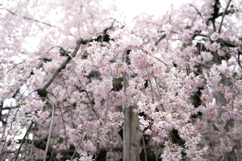 cherry blossoms are blooming all over the fence