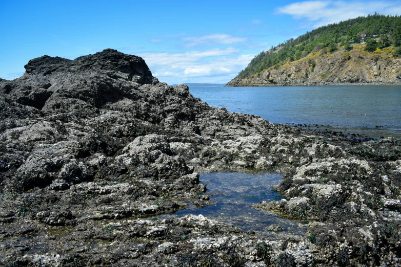 seaweed growing on the rocks next to the water