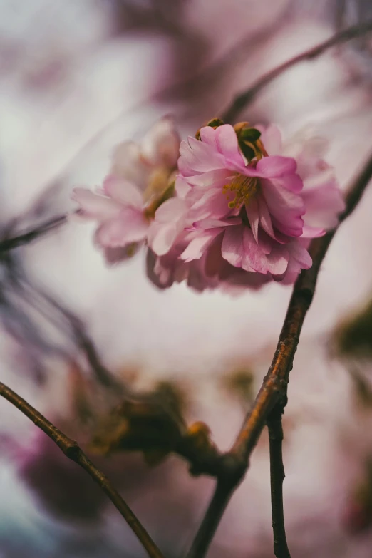 pink flowers that are on a nch near some trees