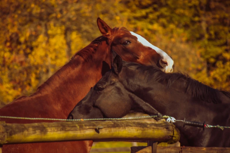 two horses in an outdoor enclosure next to each other