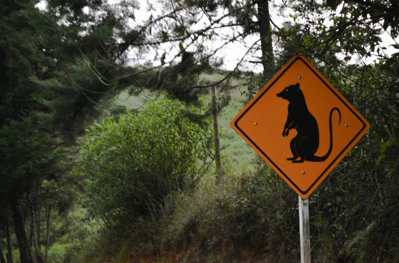 a sign indicating the road to be careful of the animals in the woods