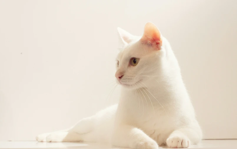 a white cat with brown eyes sitting on the floor