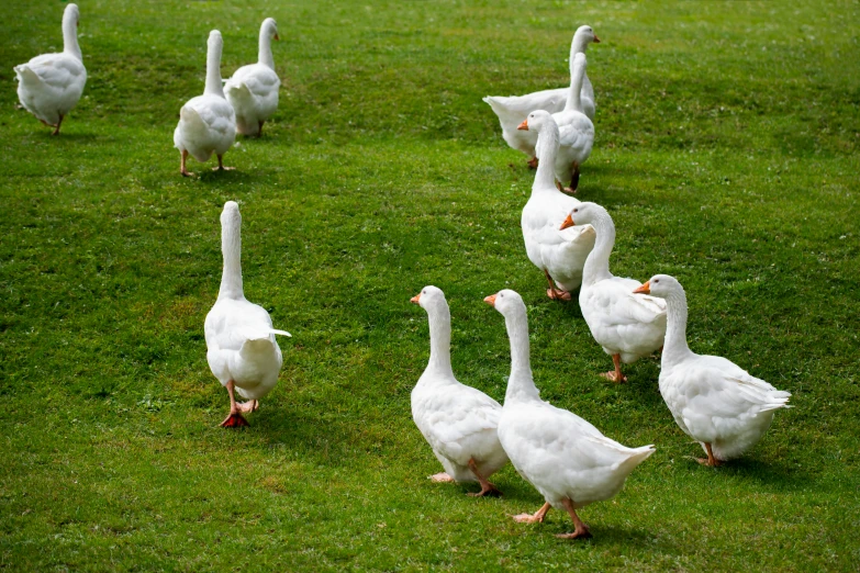 there are many ducks walking through the grass together