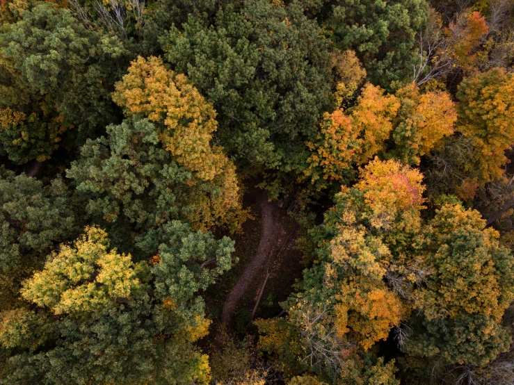 trees are shown in the fall with their leaves turning yellow