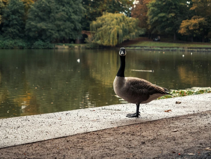 a goose is standing by a lake by itself