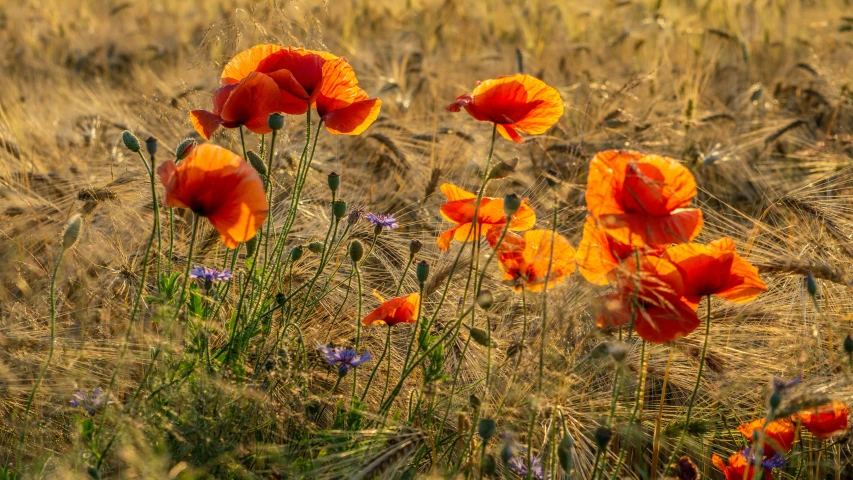 the red flowers are in a field of grass