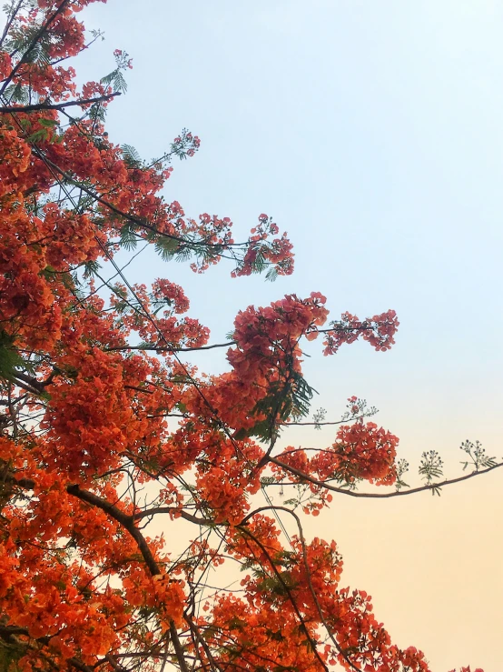 a red tree with orange flowers against the sky