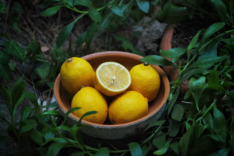 some oranges are in a clay bowl sitting on plants