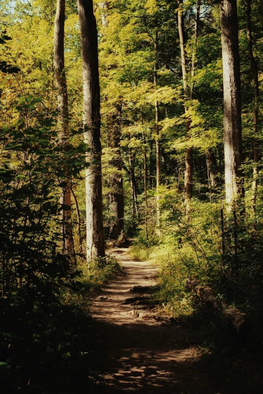 a path in the middle of some green forest