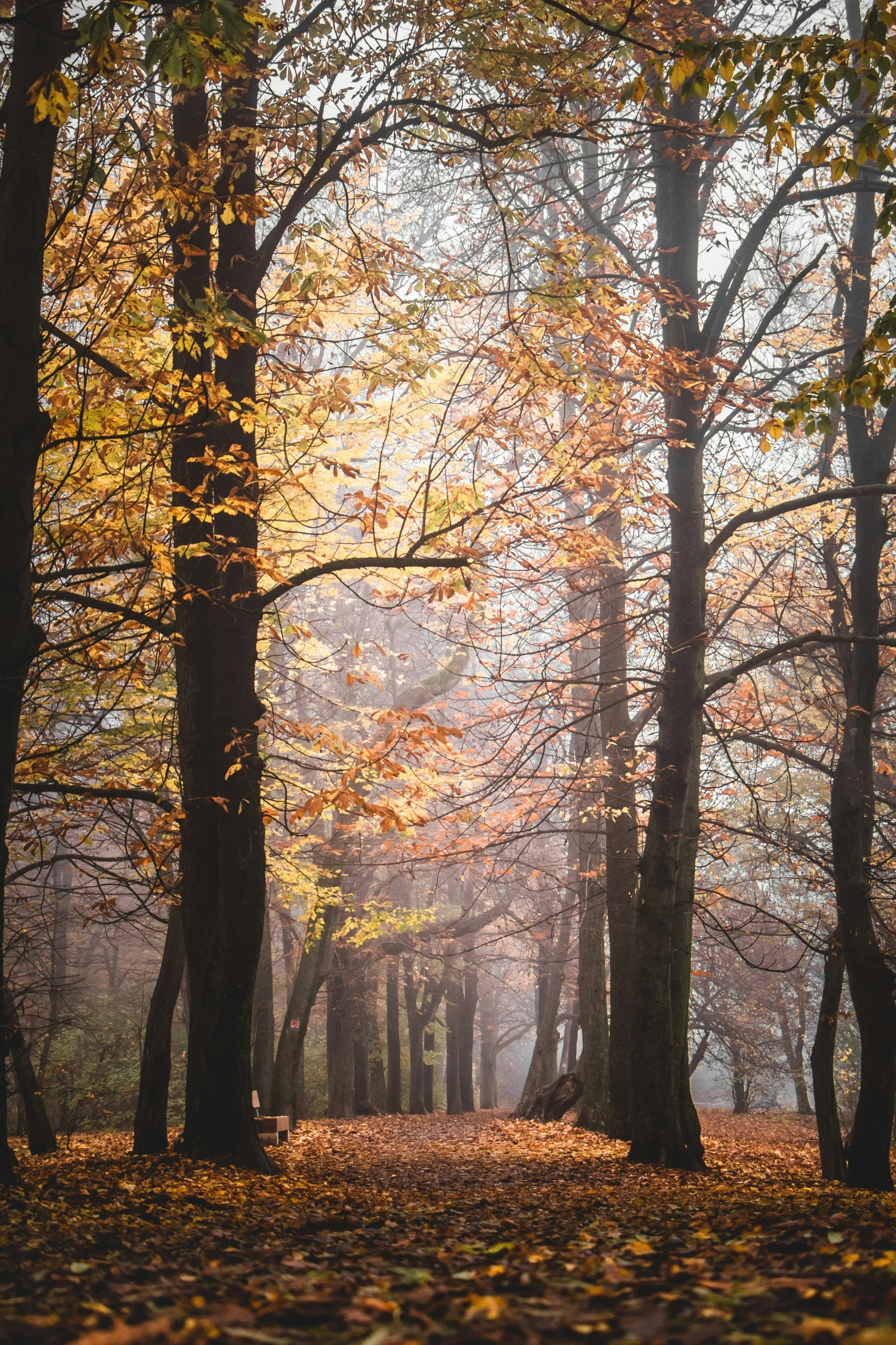 a park bench on a leaf covered trail