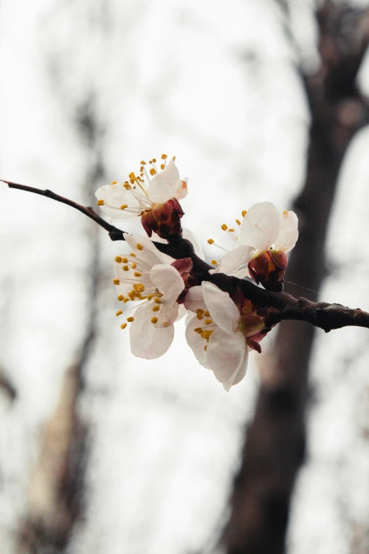 some white flowers are on a tree nch