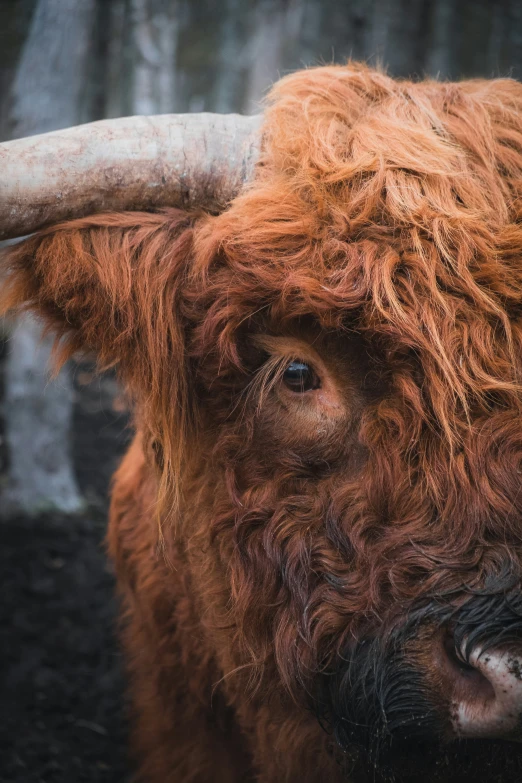 a close up po of a gy bull with large horns