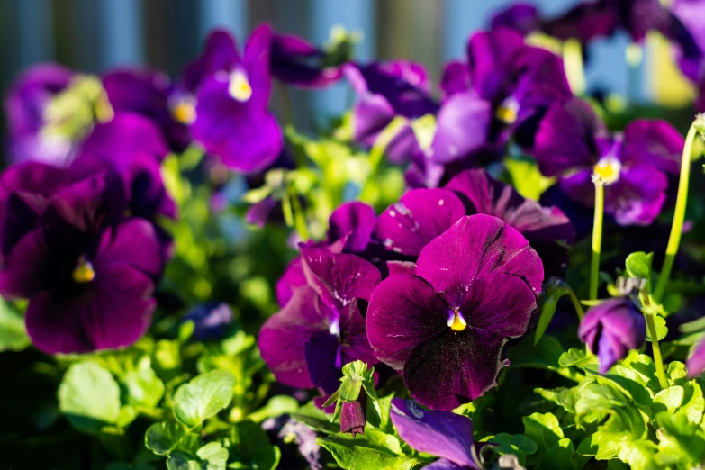 purple flowers with green leaves and bright sunlight