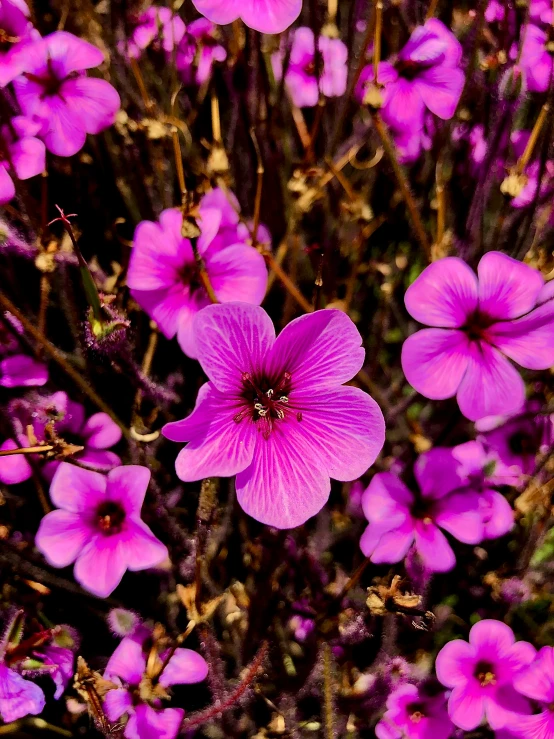 flowers growing in the grass and purple colors