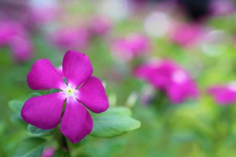 an extremely bright pink flower stands out among the purple flowers