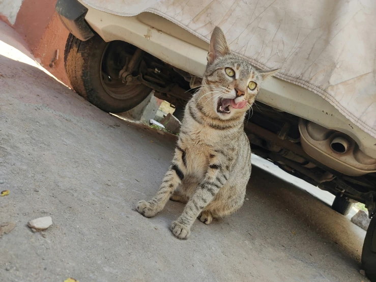 a cat sitting on the ground next to a car