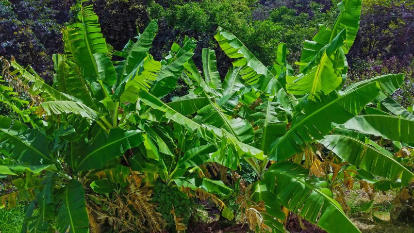 a large green banana tree is growing near the ground